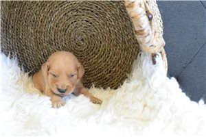 Phoenix - puppy for sale