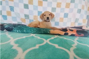 Raddix - puppy for sale