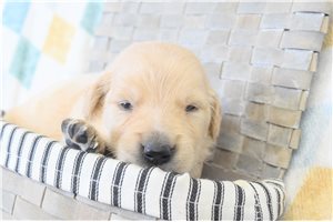 Maisie - Golden Retriever for sale