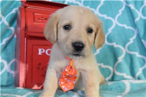 Saul - puppy for sale