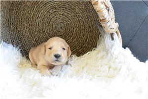 Pinky - puppy for sale