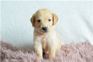 Pinky - Golden Retriever for sale