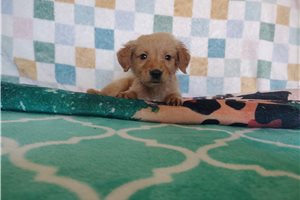 Rory - Golden Retriever for sale