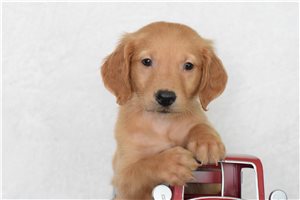 Phoenix - Golden Retriever for sale