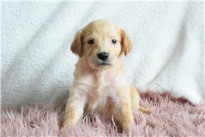 Phillipa - Golden Retriever for sale
