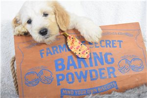 Lupin - Goldendoodle for sale