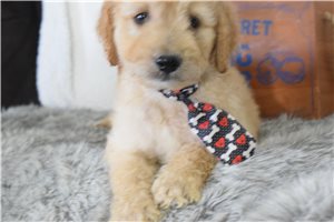 Luke - Goldendoodle for sale