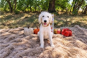 Marie - puppy for sale