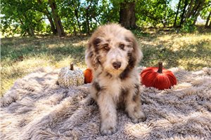 Cartwright - Goldendoodle for sale