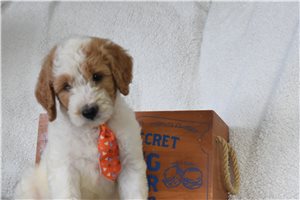 Luther - Goldendoodle for sale