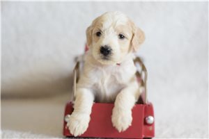 Rose - puppy for sale