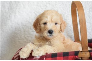 Porter - puppy for sale