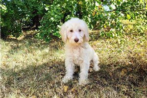 Cash - puppy for sale