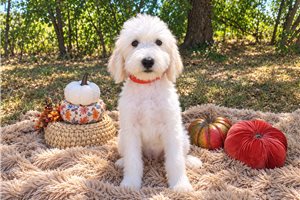 Caro - Goldendoodle for sale