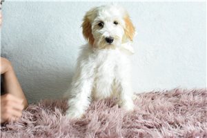 Peter - Goldendoodle for sale