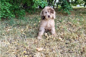 Carnation - puppy for sale