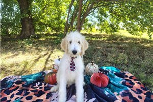 Casper - Goldendoodle for sale