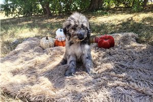 Case - Goldendoodle for sale