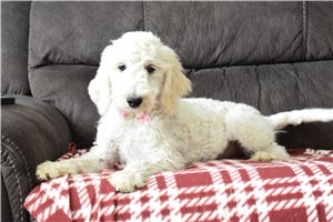 Peaches - Goldendoodle for sale