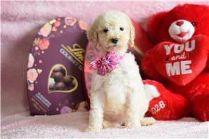 Peaches - Goldendoodle for sale