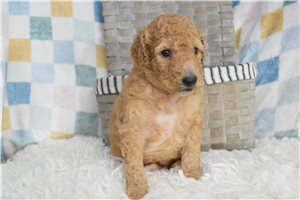 Lyle - puppy for sale