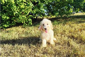 Marie - Goldendoodle for sale