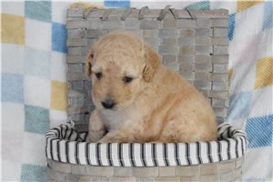 Lyric - puppy for sale