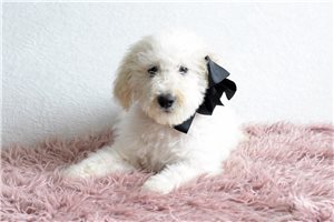 Plato - Goldendoodle for sale