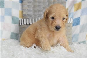 Luke - puppy for sale