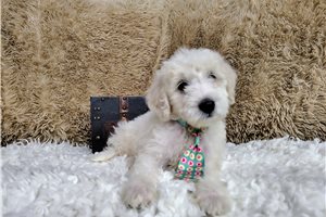 Marcus - puppy for sale