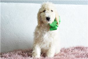 Puck - Goldendoodle for sale