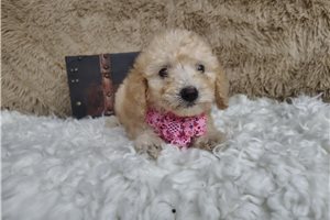 Mariah - puppy for sale