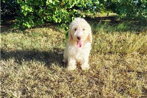 Casper - puppy for sale