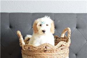 Peter - Goldendoodle for sale