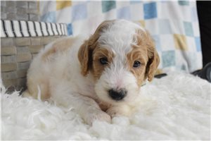 Luther - puppy for sale