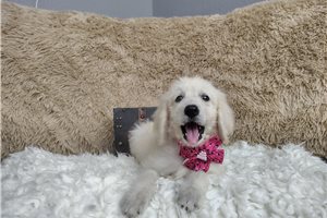 Marianna - puppy for sale