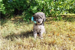 Case - Goldendoodle for sale