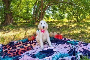 Caro - Goldendoodle for sale