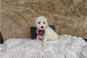 Marie - Goldendoodle for sale