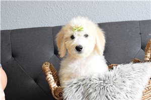 Pixie - Goldendoodle for sale