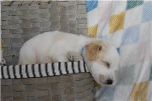Lupin - Goldendoodle for sale