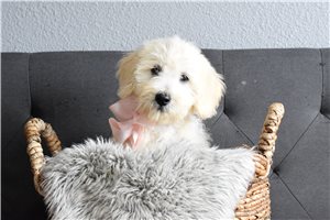 Peaches - Goldendoodle for sale