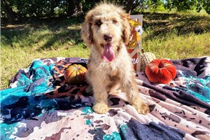 Cartwright - Goldendoodle for sale