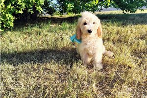 Caspien - puppy for sale