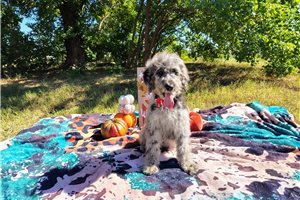 Case - Goldendoodle for sale