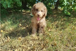 Cartwright - Goldendoodle for sale
