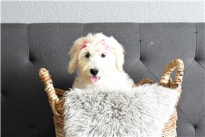 Paisley - Goldendoodle for sale
