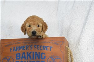 Lyle - Goldendoodle for sale