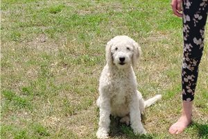 Puck - Goldendoodle for sale