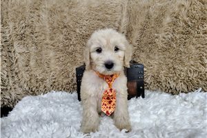 Mason - puppy for sale